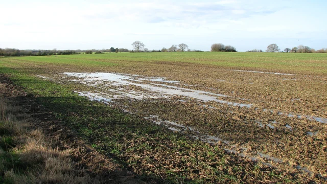 Waterlogged cereal field; illustrative historical photograph, England, 2016, not the reported Latvian fields — Latvian wet fields put autumn establishment decisions under review