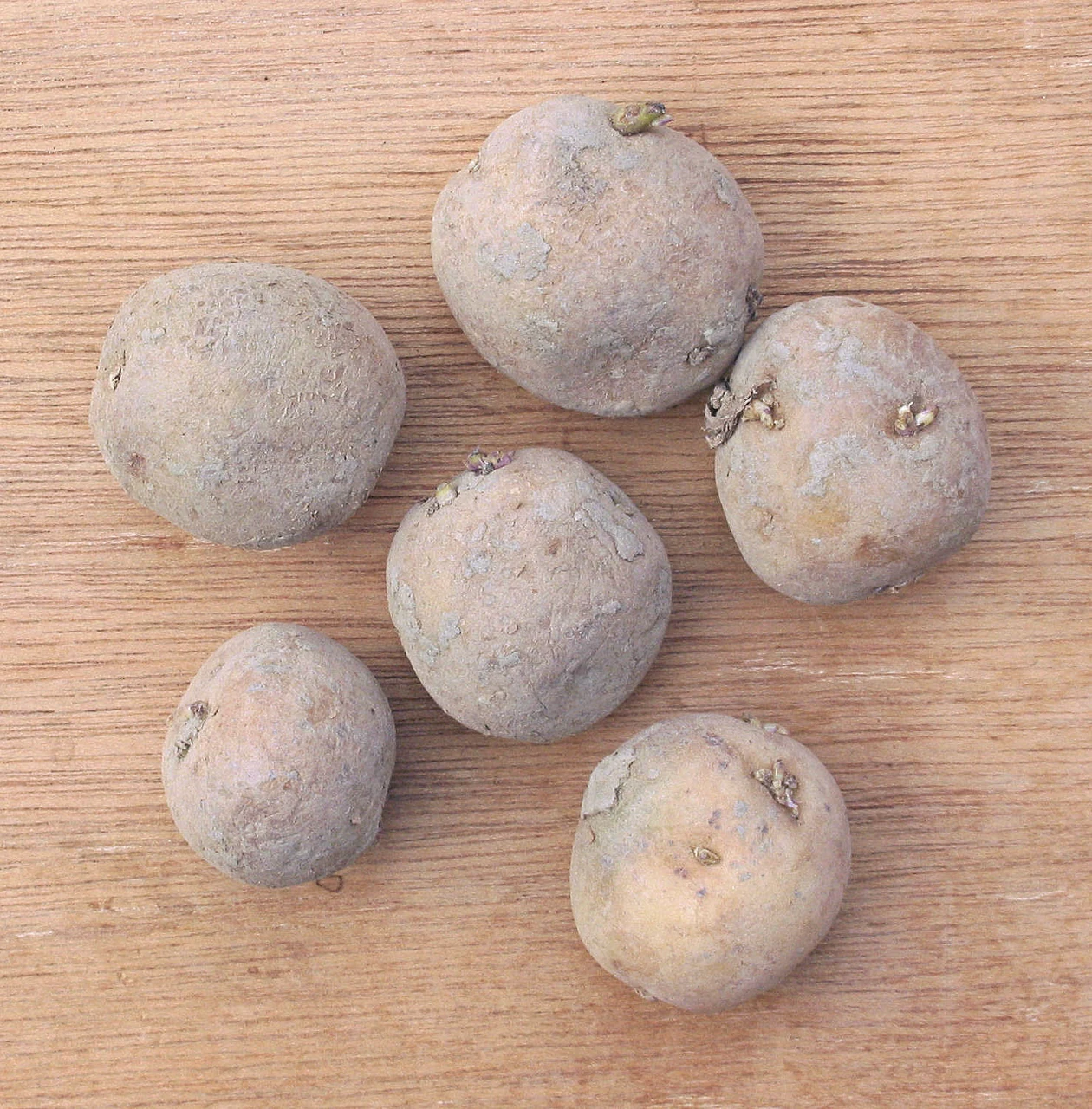 Graded seed potatoes (Solanum tuberosum); illustrative photograph, not a NAK lot inspection — Dutch seed potato checks require caution on early downgrade figures